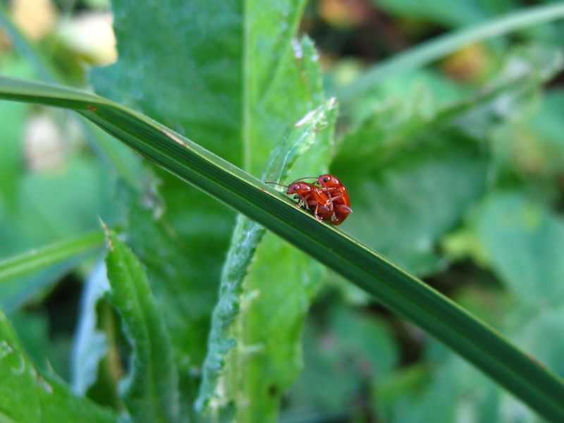 Identificazione Chrysomelidae:  cfr. Sphaeroderma rubidum